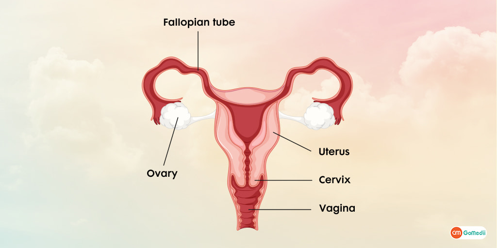Uterus Removal